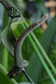 Black Anthurium flower or inflourescence. (Anthurium watermaliense)