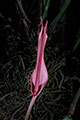 Inflorescence of Anthurium magnificum